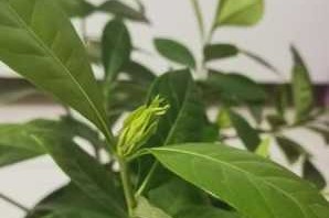 累累的花骨朵读音,花苞怎么读音