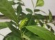 累累的花骨朵读音,花苞怎么读音