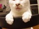 头大了是什么（猫咪的头小身子大是什么因为原因呢）
