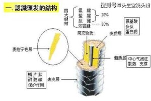 头发的主要成分是什么（头发燃烧后的物质是什么）