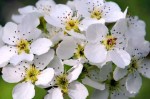 梨花是什么色（梨花是什么色的花）