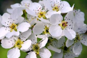 梨花是什么色（梨花是什么色的花）