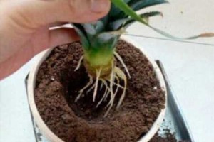 凤梨的正确削皮法家用,凤梨头怎么种植才能结出凤梨