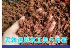 指甲草染头发怎么染（新鲜指甲草染发怎么染）