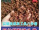 指甲草染头发怎么染（新鲜指甲草染发怎么染）