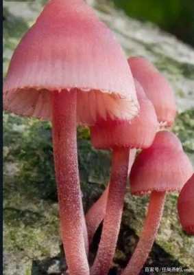 蘑菇是什么颜色（蘑菇是什么颜色的图片）