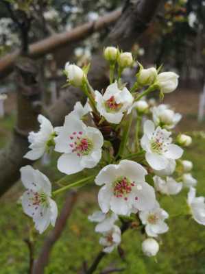 梨花是什么颜色（梨花是什么颜色的图片）