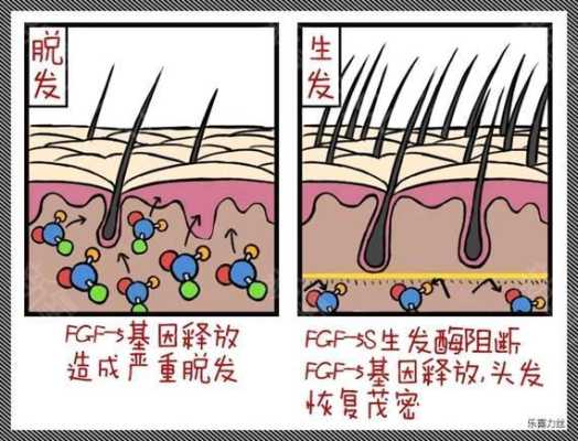 怎样生发育发,怎么生发最有效方法
