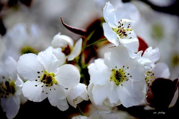 什么的梨花（什么的梨花填空颜色）