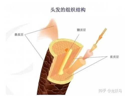 头发的主要成分是什么（头发燃烧后的物质是什么）