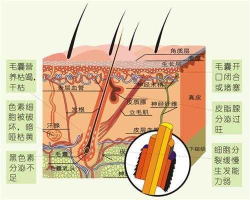 头发是什么组织（人的头发属于什么组织）