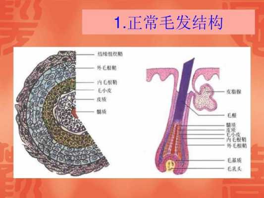 头发是什么组织（人的头发属于什么组织）