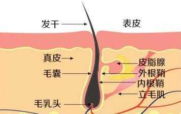 头发是属于什么组织,指甲和头发属于什么组织