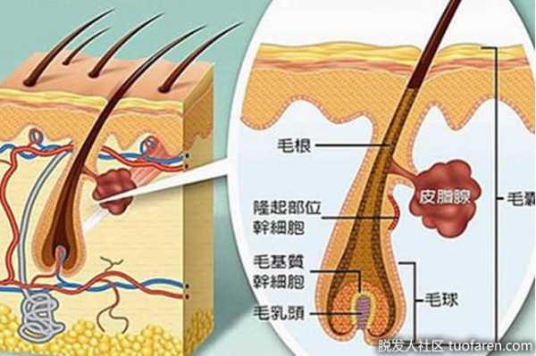 头发是属于什么组织,指甲和头发属于什么组织