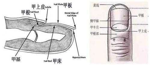 头发是属于什么组织,指甲和头发属于什么组织