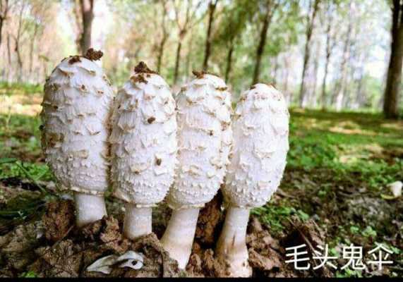 什么蘑菇（什么的蘑菇填形容词）