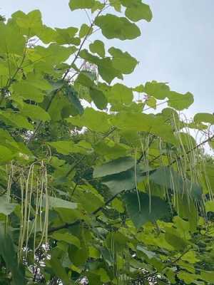 什么长长（长长绵绵什么意思）