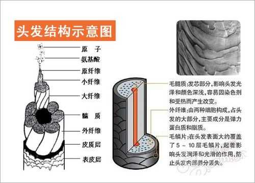 头发是什么（头发是什么物质组成的）