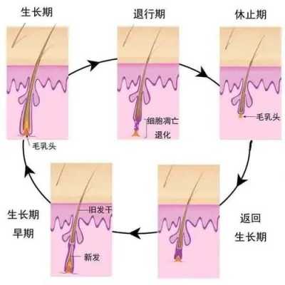 头发掉的原因是什么（头发掉的原因是什么引起）