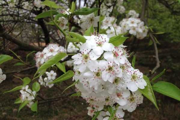 梨花是什么色（梨花是什么色的花）