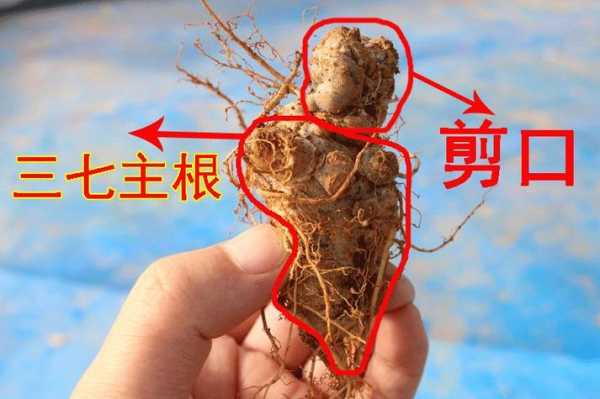 三七怎么分（三七怎么分有几个头）