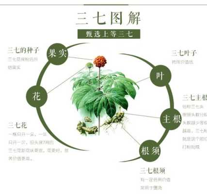 三七怎么分（三七怎么分有几个头）