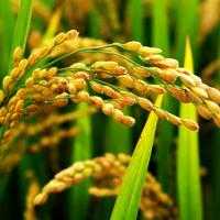 什么麦穗（什么的麦穗仿照红通通写什么的麦穗）