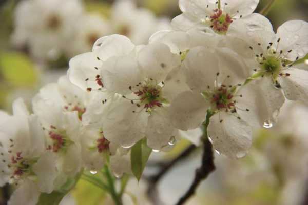 梨花是什么意思网络用语,春水梨花什么意思