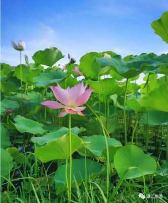 夏天的颜色是什么（夏天还可以是什么颜色）