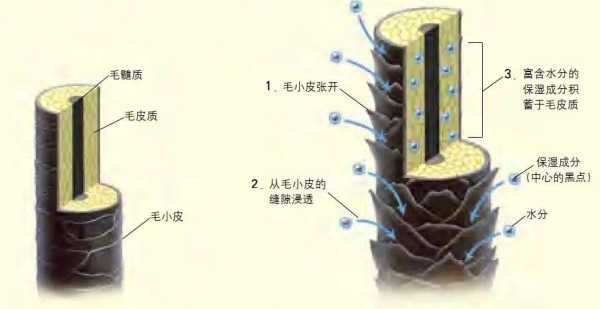 谁知道指甲、头发、血液的主要成分是什么,头发是什么成分组成的