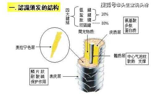 谁知道指甲、头发、血液的主要成分是什么,头发是什么成分组成的