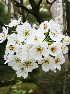 梨花有什么颜色（梨花都有什么颜色啊）