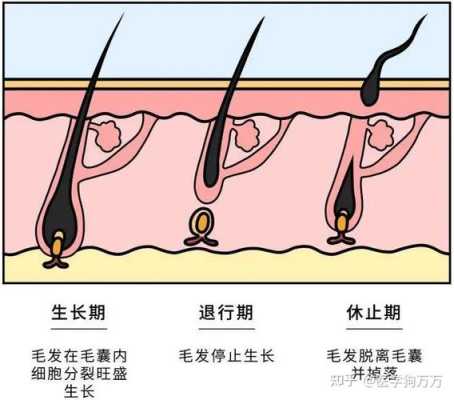 头发是怎么生长的（头发是怎么生长的视频）