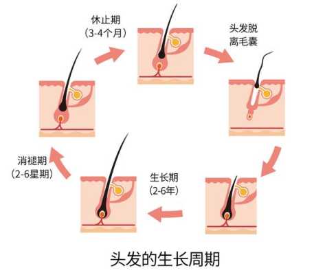 头发是怎么生长的（头发是怎么生长的视频）