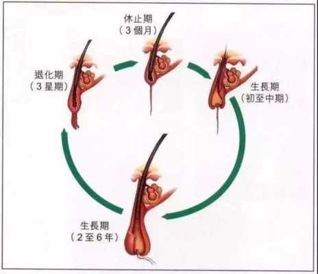 头发是怎么生长的（头发是怎么生长的视频）