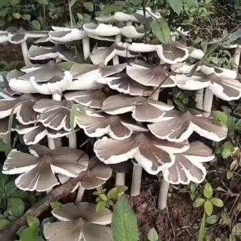 采摘菌菇为什么要连根拔起,蘑菇怎么剪出来那个花