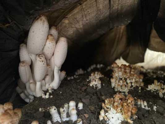 采摘菌菇为什么要连根拔起,蘑菇怎么剪出来那个花