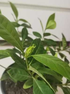 累累的花骨朵读音,花苞怎么读音