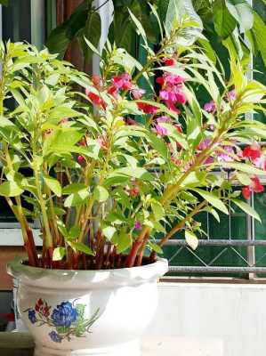 海娜花怎么样（海娜花怎么样才能开花）