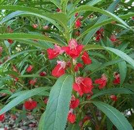 海娜花怎么样（海娜花怎么样才能开花）