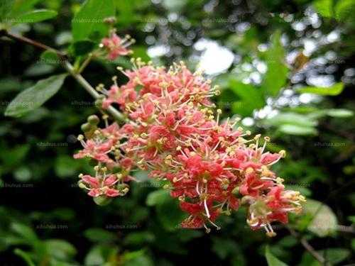 海娜花怎么样（海娜花怎么样才能开花）