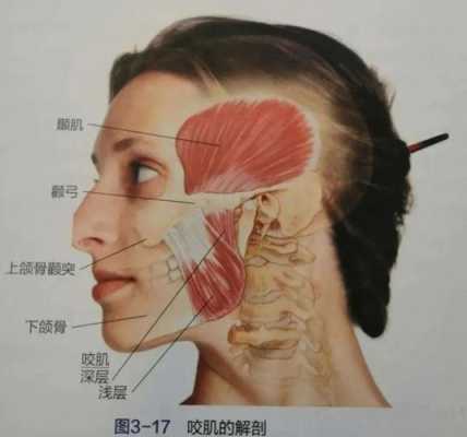 脸腮帮子大怎么办（两边腮帮子大怎么办）