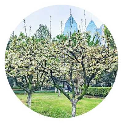 什么样的梨花填颜色词,什么样梨花带花形容词abab