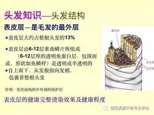头发是由什么组成的（头发是由什么组成的?_有问必答_快速问医生）