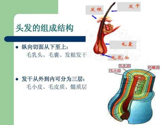 头发是由什么组成的（头发是由什么组成的?_有问必答_快速问医生）