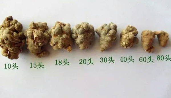 三七头怎么分（如何区分三七多少个头）
