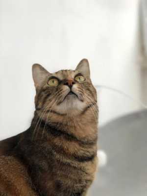 猫脸是什么脸型（各系动物脸型特点）