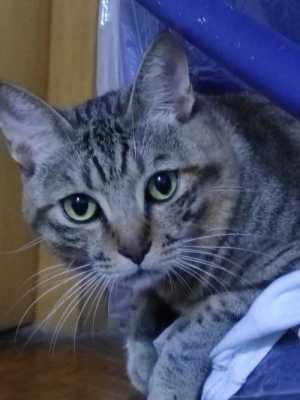 猫脸是什么脸型（各系动物脸型特点）