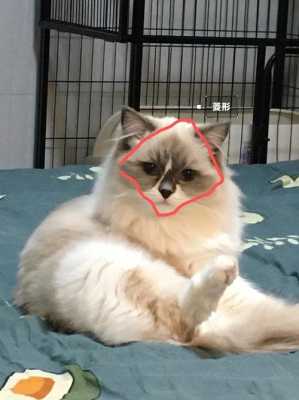 猫脸是什么脸型（各系动物脸型特点）