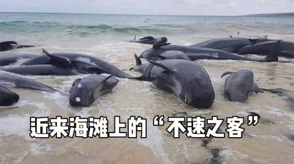 什么是瓜头（什么是瓜头鲸）